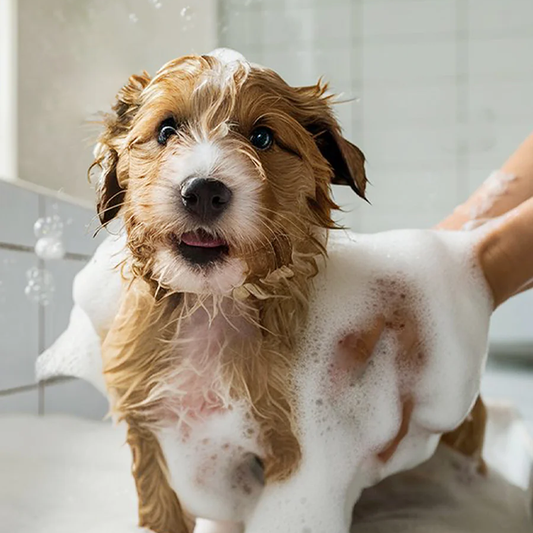 [REFILL] Pet Shampoo | Soothing & Deodorizing - Unscented + Hypoallergenic